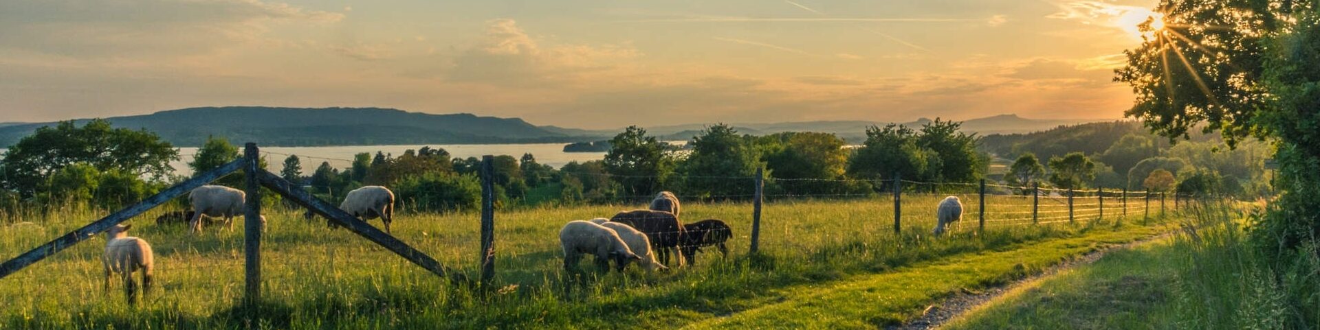 pexels-pixabay-158179